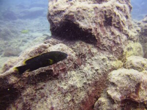 Melanochromis melanopterus 'Ababi Island' Galerie Melanochromis melanopterus Arten